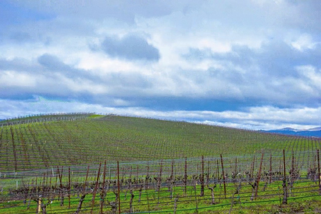 Hình nền huyền thoại trên Windows XP một thời: Được Microsoft trả hơn 100.000 USD vào năm 2000, đến nay vẫn xanh tốt như ngày nào - Ảnh 3. Hình nền huyền thoại trên Windows XP một thời: Được Microsoft trả hơn 100.000 USD vào năm 2000, đến nay vẫn xanh tốt như ngày nào - Ảnh 3.