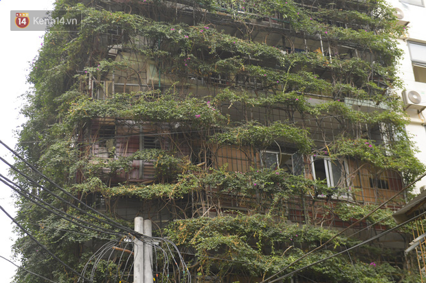 Ngắm ng&ocirc;i nh&agrave; 5 tầng phủ k&iacute;n c&acirc;y hoa giấy của nguy&ecirc;n giảng vi&ecirc;n Đại học X&acirc;y dựng H&agrave; Nội, ai đi qua cũng sững sờ - Ảnh 8.