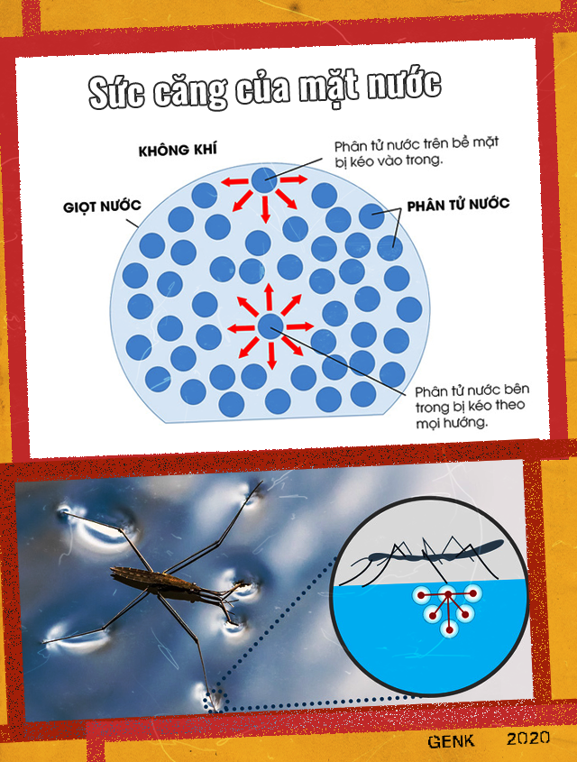 Đọc cuối tuần: Những b&iacute; ẩn của lo&agrave;i nhện nước viễn dương - sinh vật đến thần th&aacute;nh cũng kh&ocirc;ng thể nhấn ch&igrave;m - Ảnh 3.