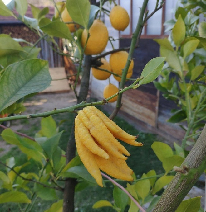 Loạt ảnh chứng minh sức s&aacute;ng tạo v&ocirc; hạn của thi&ecirc;n nhi&ecirc;n nhưng phải tinh &yacute; th&igrave; con người mới ph&aacute;t hiện ra - Ảnh 2.