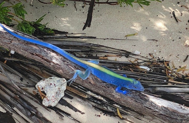 Loạt ảnh chứng minh sức s&aacute;ng tạo v&ocirc; hạn của thi&ecirc;n nhi&ecirc;n nhưng phải tinh &yacute; th&igrave; con người mới ph&aacute;t hiện ra - Ảnh 11.