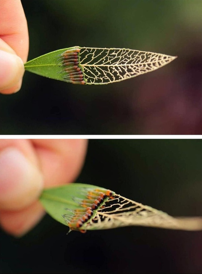 Loạt ảnh chứng minh sức s&aacute;ng tạo v&ocirc; hạn của thi&ecirc;n nhi&ecirc;n nhưng phải tinh &yacute; th&igrave; con người mới ph&aacute;t hiện ra - Ảnh 13.