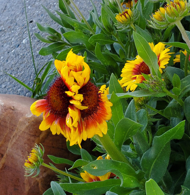 Loạt ảnh chứng minh sức s&aacute;ng tạo v&ocirc; hạn của thi&ecirc;n nhi&ecirc;n nhưng phải tinh &yacute; th&igrave; con người mới ph&aacute;t hiện ra - Ảnh 7.