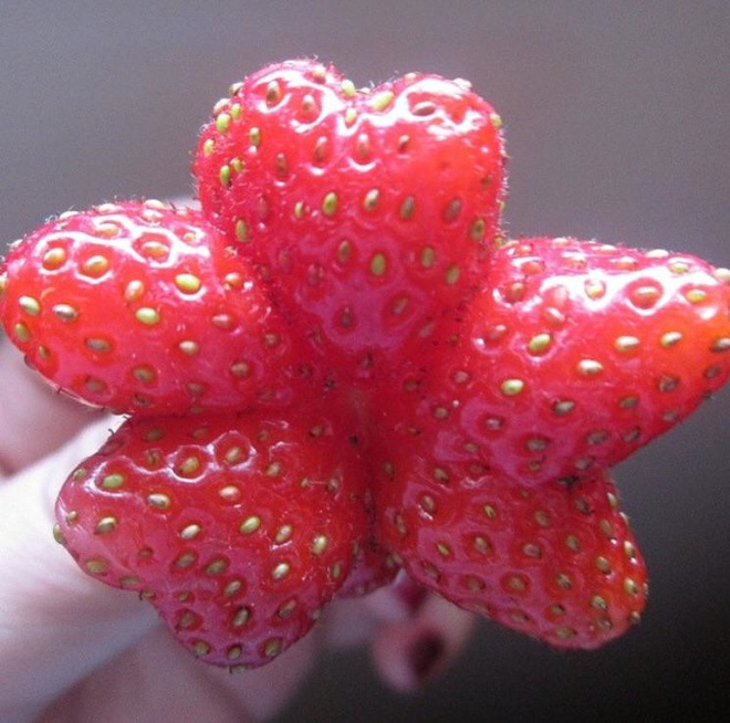 Loạt ảnh chứng minh sức s&aacute;ng tạo v&ocirc; hạn của thi&ecirc;n nhi&ecirc;n nhưng phải tinh &yacute; th&igrave; con người mới ph&aacute;t hiện ra - Ảnh 8.