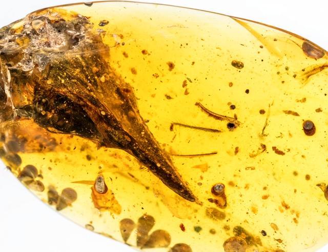 Phát hiện loài khủng long ăn thịt có kích cỡ nhỏ nhất trên Trái Đất, còn bé hơn cả một con chim ruồi - Ảnh 6. Phát hiện loài khủng long ăn thịt có kích cỡ nhỏ nhất trên Trái Đất, còn bé hơn cả một con chim ruồi - Ảnh 6.