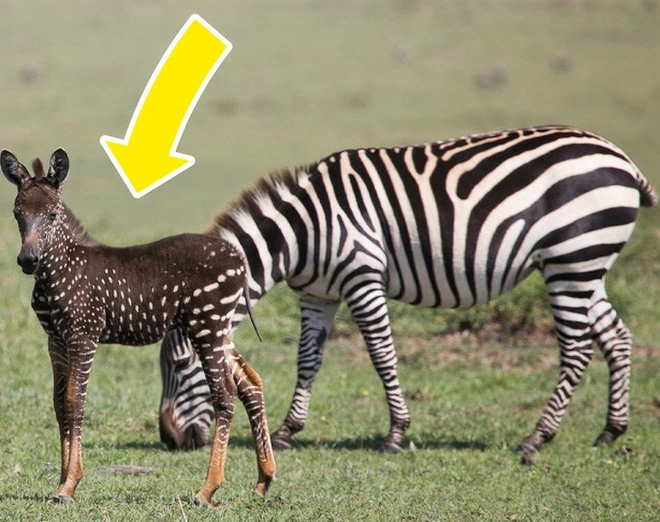 Tay vịn ghế giữa thuộc về ai? Đáp án của những câu hỏi tưởng đơn giản nhưng lại vô cùng khó nhằn - Ảnh 10. Tay vịn ghế giữa thuộc về ai? Đáp án của những câu hỏi tưởng đơn giản nhưng lại vô cùng khó nhằn - Ảnh 10.