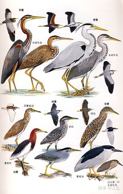 Các nhà khoa học phát hiện ra bí mật giúp loài chim thoát khỏi sự tuyệt chủng hàng loạt - Ảnh 1. Các nhà khoa học phát hiện ra bí mật giúp loài chim thoát khỏi sự tuyệt chủng hàng loạt - Ảnh 1.