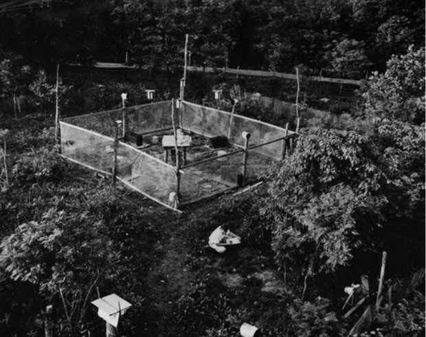 Th&agrave;nh phố chuột: Th&iacute; nghiệm động vật gh&ecirc; rợn nhất từng được thực hiện, sự diệt vong của bầy chuột gợi mở suy ngẫm về tương lai nh&acirc;n loại - Ảnh 1.