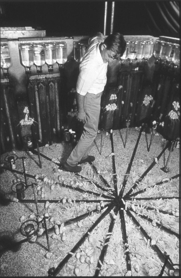 Th&agrave;nh phố chuột: Th&iacute; nghiệm động vật gh&ecirc; rợn nhất từng được thực hiện, sự diệt vong của bầy chuột gợi mở suy ngẫm về tương lai nh&acirc;n loại - Ảnh 4.