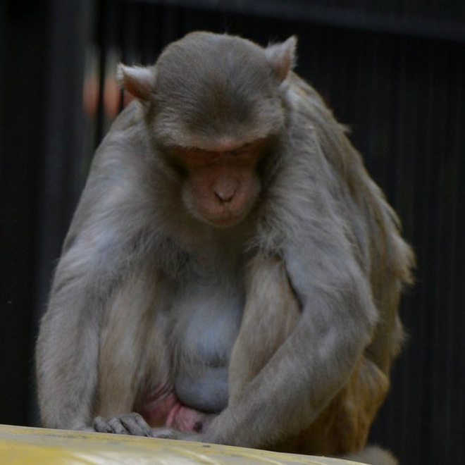 Một con khỉ nghiện rượu bị kết án tù chung thân vì gây hậu quả đặc biệt nghiêm trọng - Ảnh 1. Một con khỉ nghiện rượu bị kết án tù chung thân vì gây hậu quả đặc biệt nghiêm trọng - Ảnh 1.
