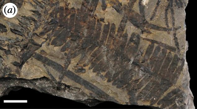 Ph&aacute;t hiện bữa ăn được bảo quản nguy&ecirc;n vẹn trong dạ d&agrave;y khủng long bọc gi&aacute;p sống c&aacute;ch đ&acirc;y 110 triệu năm - Ảnh 2.