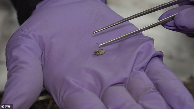 Đưa x&aacute;c ướp 3.000 năm tuổi của c&ocirc;ng ch&uacute;a Ai Cập ra khỏi quan t&agrave;i, ph&aacute;t hiện bức ch&acirc;n dung b&iacute; ẩn c&ugrave;ng h&agrave;ng loạt c&acirc;u hỏi chưa c&oacute; lời giải đ&aacute;p - Ảnh 4.