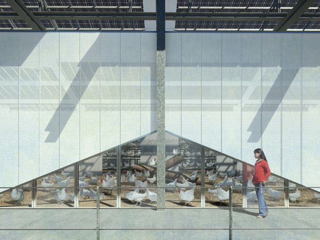  Ngỡ ng&agrave;ng trước trang trại g&agrave; nổi tr&ecirc;n mặt nước ở H&agrave; Lan - Ảnh 6.