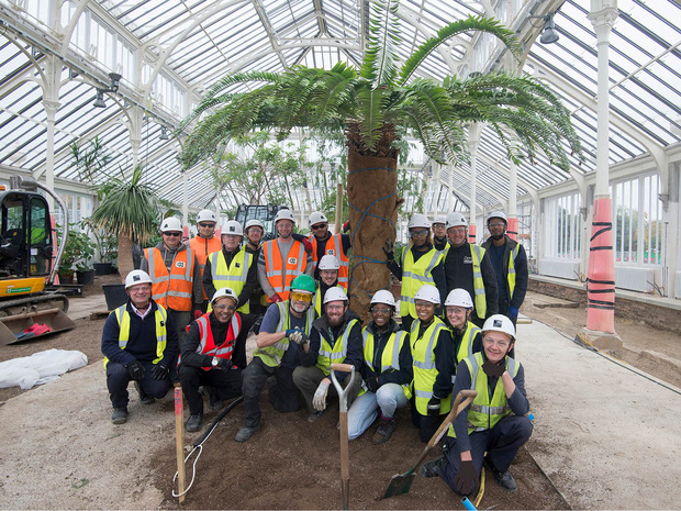 Chuyện đời cay đắng của chàng cây duy nhất trên thế giới sót lại từ thời khủng long: Ế trăm năm chưa tìm ra bạn gái - Ảnh 2. Chuyện đời cay đắng của chàng cây duy nhất trên thế giới sót lại từ thời khủng long: Ế trăm năm chưa tìm ra bạn gái - Ảnh 2.