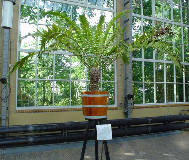 Chuyện đời cay đắng của chàng cây duy nhất trên thế giới sót lại từ thời khủng long: Ế trăm năm chưa tìm ra bạn gái - Ảnh 3. Chuyện đời cay đắng của chàng cây duy nhất trên thế giới sót lại từ thời khủng long: Ế trăm năm chưa tìm ra bạn gái - Ảnh 3.