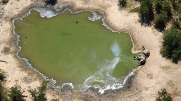 Hàng trăm con voi gục chết bí ẩn, thảm họa bảo tồn chưa từng thấy khiến khoa học hoảng loạn không hiểu tại sao - Ảnh 3. Hàng trăm con voi gục chết bí ẩn, thảm họa bảo tồn chưa từng thấy khiến khoa học hoảng loạn không hiểu tại sao - Ảnh 3.