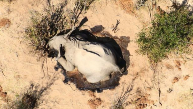 Hàng trăm con voi gục chết bí ẩn, thảm họa bảo tồn chưa từng thấy khiến khoa học hoảng loạn không hiểu tại sao - Ảnh 5. Hàng trăm con voi gục chết bí ẩn, thảm họa bảo tồn chưa từng thấy khiến khoa học hoảng loạn không hiểu tại sao - Ảnh 5.