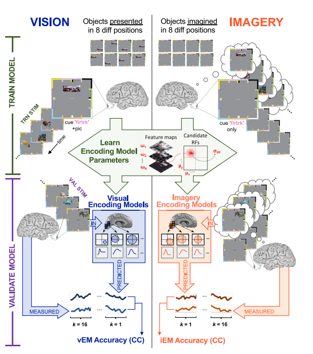 Nghi&ecirc;n cứu tiết lộ tại sao k&yacute; ức của ch&uacute;ng ta mờ nhạt dần theo thời gian - Ảnh 12.