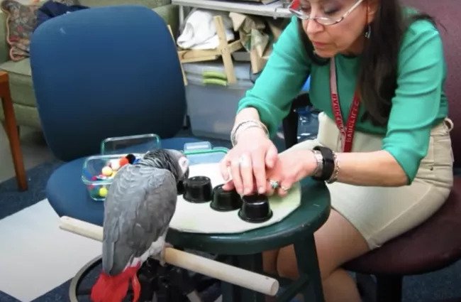 Một ch&uacute; vẹt đả bại 21 sinh vi&ecirc;n Harvard trong một tr&ograve; chơi về tr&iacute; nhớ - Ảnh 2.