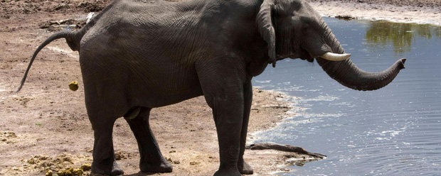 Động vật c&oacute; v&uacute; n&agrave;o cũng mất khoảng 12 gi&acirc;y để đi vệ sinh - nghi&ecirc;n cứu khoa học chứng minh điều th&ocirc; nhưng thật - Ảnh 1.