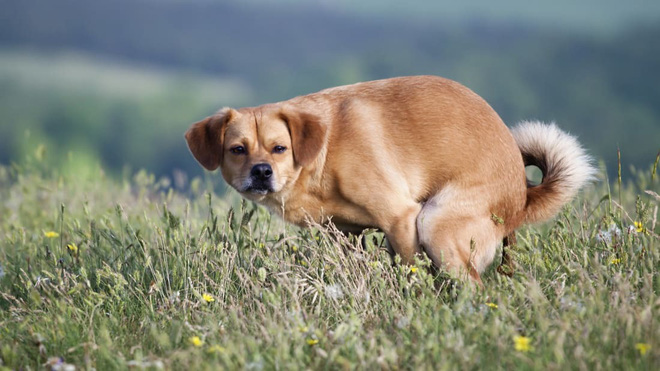 Động vật c&oacute; v&uacute; n&agrave;o cũng mất khoảng 12 gi&acirc;y để đi vệ sinh - nghi&ecirc;n cứu khoa học chứng minh điều th&ocirc; nhưng thật - Ảnh 2.