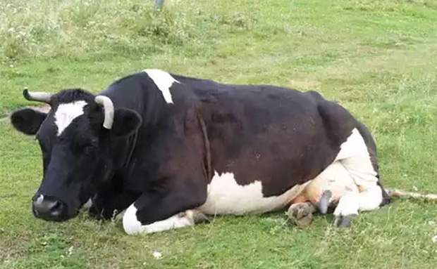 Những bức ảnh từng một thời khiến cộng đồng mạng trầm trồ kinh ngạc nhưng hoá ra đều là cú lừa cực đỉnh - Ảnh 6. Những bức ảnh từng một thời khiến cộng đồng mạng trầm trồ kinh ngạc nhưng hoá ra đều là cú lừa cực đỉnh - Ảnh 6.