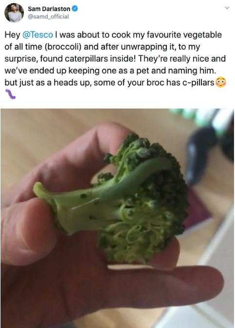 Ph&aacute;t hiện 7 con s&acirc;u trong những g&oacute;i rau mới mua, anh thanh ni&ecirc;n quyết định nu&ocirc;i dưỡng ch&uacute;ng kh&ocirc;n lớn th&agrave;nh bướm rồi thả đi - Ảnh 2.