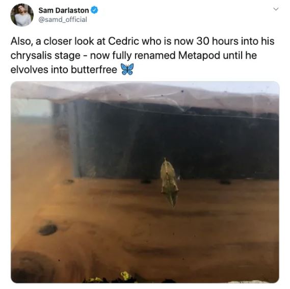 Ph&aacute;t hiện 7 con s&acirc;u trong những g&oacute;i rau mới mua, anh thanh ni&ecirc;n quyết định nu&ocirc;i dưỡng ch&uacute;ng kh&ocirc;n lớn th&agrave;nh bướm rồi thả đi - Ảnh 10.