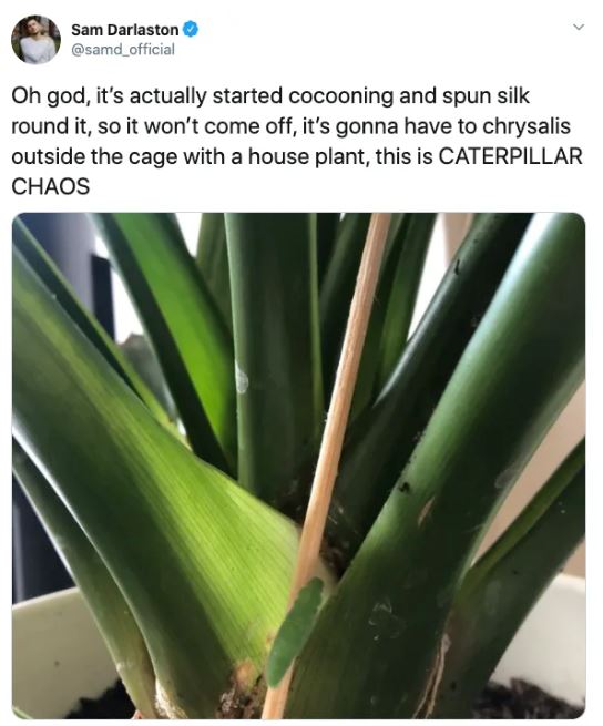 Ph&aacute;t hiện 7 con s&acirc;u trong những g&oacute;i rau mới mua, anh thanh ni&ecirc;n quyết định nu&ocirc;i dưỡng ch&uacute;ng kh&ocirc;n lớn th&agrave;nh bướm rồi thả đi - Ảnh 12.