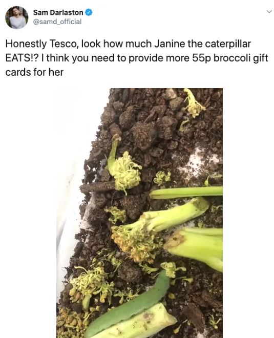 Ph&aacute;t hiện 7 con s&acirc;u trong những g&oacute;i rau mới mua, anh thanh ni&ecirc;n quyết định nu&ocirc;i dưỡng ch&uacute;ng kh&ocirc;n lớn th&agrave;nh bướm rồi thả đi - Ảnh 13.