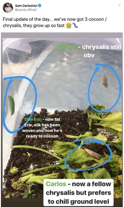 Ph&aacute;t hiện 7 con s&acirc;u trong những g&oacute;i rau mới mua, anh thanh ni&ecirc;n quyết định nu&ocirc;i dưỡng ch&uacute;ng kh&ocirc;n lớn th&agrave;nh bướm rồi thả đi - Ảnh 14.