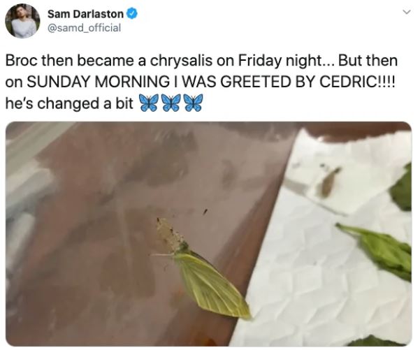 Ph&aacute;t hiện 7 con s&acirc;u trong những g&oacute;i rau mới mua, anh thanh ni&ecirc;n quyết định nu&ocirc;i dưỡng ch&uacute;ng kh&ocirc;n lớn th&agrave;nh bướm rồi thả đi - Ảnh 15.