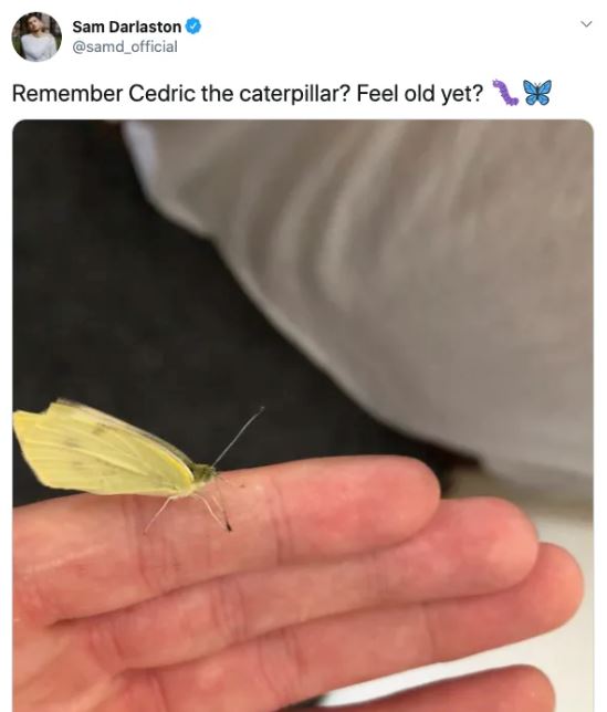 Ph&aacute;t hiện 7 con s&acirc;u trong những g&oacute;i rau mới mua, anh thanh ni&ecirc;n quyết định nu&ocirc;i dưỡng ch&uacute;ng kh&ocirc;n lớn th&agrave;nh bướm rồi thả đi - Ảnh 16.