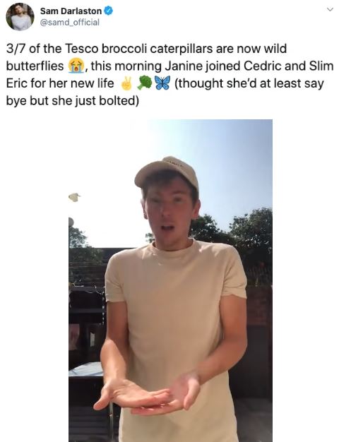 Ph&aacute;t hiện 7 con s&acirc;u trong những g&oacute;i rau mới mua, anh thanh ni&ecirc;n quyết định nu&ocirc;i dưỡng ch&uacute;ng kh&ocirc;n lớn th&agrave;nh bướm rồi thả đi - Ảnh 17.