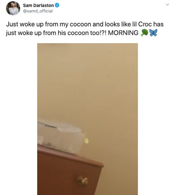 Ph&aacute;t hiện 7 con s&acirc;u trong những g&oacute;i rau mới mua, anh thanh ni&ecirc;n quyết định nu&ocirc;i dưỡng ch&uacute;ng kh&ocirc;n lớn th&agrave;nh bướm rồi thả đi - Ảnh 18.