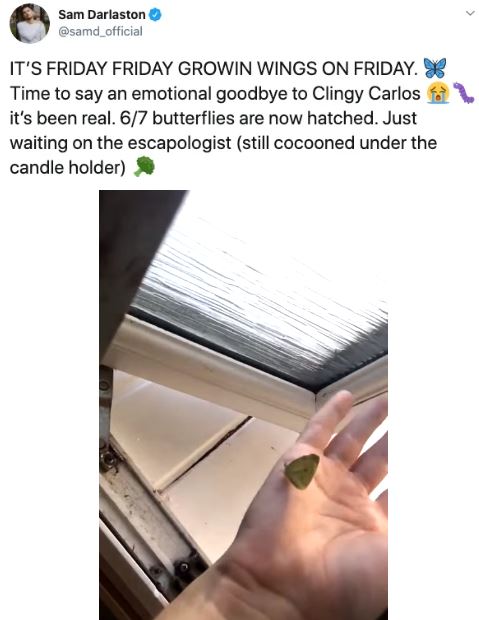 Ph&aacute;t hiện 7 con s&acirc;u trong những g&oacute;i rau mới mua, anh thanh ni&ecirc;n quyết định nu&ocirc;i dưỡng ch&uacute;ng kh&ocirc;n lớn th&agrave;nh bướm rồi thả đi - Ảnh 20.