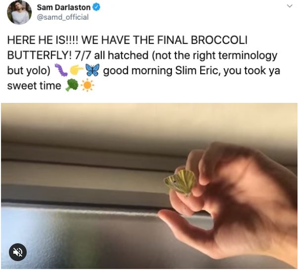 Ph&aacute;t hiện 7 con s&acirc;u trong những g&oacute;i rau mới mua, anh thanh ni&ecirc;n quyết định nu&ocirc;i dưỡng ch&uacute;ng kh&ocirc;n lớn th&agrave;nh bướm rồi thả đi - Ảnh 21.