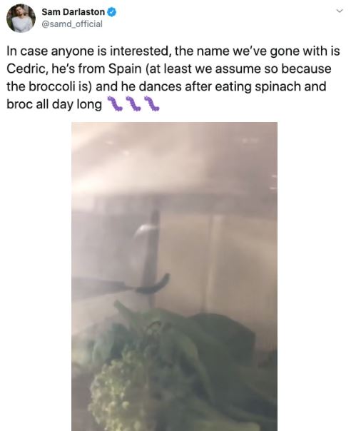 Ph&aacute;t hiện 7 con s&acirc;u trong những g&oacute;i rau mới mua, anh thanh ni&ecirc;n quyết định nu&ocirc;i dưỡng ch&uacute;ng kh&ocirc;n lớn th&agrave;nh bướm rồi thả đi - Ảnh 3.