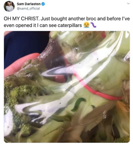 Ph&aacute;t hiện 7 con s&acirc;u trong những g&oacute;i rau mới mua, anh thanh ni&ecirc;n quyết định nu&ocirc;i dưỡng ch&uacute;ng kh&ocirc;n lớn th&agrave;nh bướm rồi thả đi - Ảnh 4.