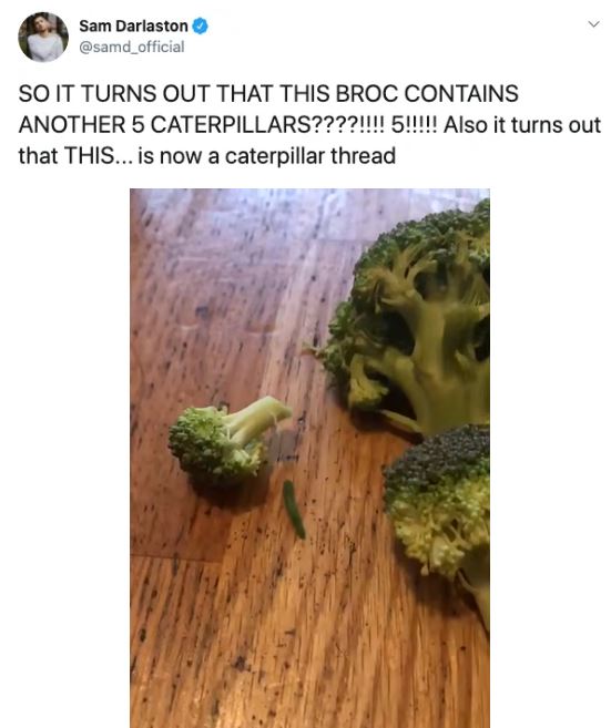 Ph&aacute;t hiện 7 con s&acirc;u trong những g&oacute;i rau mới mua, anh thanh ni&ecirc;n quyết định nu&ocirc;i dưỡng ch&uacute;ng kh&ocirc;n lớn th&agrave;nh bướm rồi thả đi - Ảnh 5.