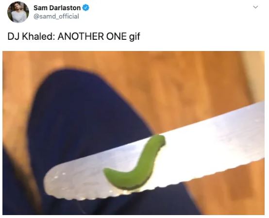 Ph&aacute;t hiện 7 con s&acirc;u trong những g&oacute;i rau mới mua, anh thanh ni&ecirc;n quyết định nu&ocirc;i dưỡng ch&uacute;ng kh&ocirc;n lớn th&agrave;nh bướm rồi thả đi - Ảnh 6.