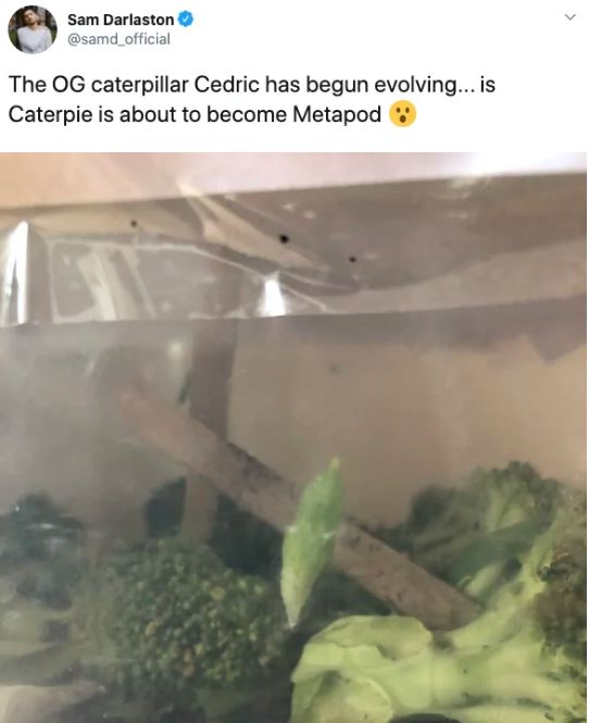 Ph&aacute;t hiện 7 con s&acirc;u trong những g&oacute;i rau mới mua, anh thanh ni&ecirc;n quyết định nu&ocirc;i dưỡng ch&uacute;ng kh&ocirc;n lớn th&agrave;nh bướm rồi thả đi - Ảnh 8.