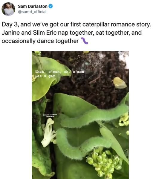 Ph&aacute;t hiện 7 con s&acirc;u trong những g&oacute;i rau mới mua, anh thanh ni&ecirc;n quyết định nu&ocirc;i dưỡng ch&uacute;ng kh&ocirc;n lớn th&agrave;nh bướm rồi thả đi - Ảnh 9.