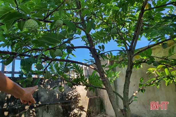 Nông dân Hà Tĩnh tưới cây... bằng smartphone! - Ảnh 4. Nông dân Hà Tĩnh tưới cây... bằng smartphone! - Ảnh 4.