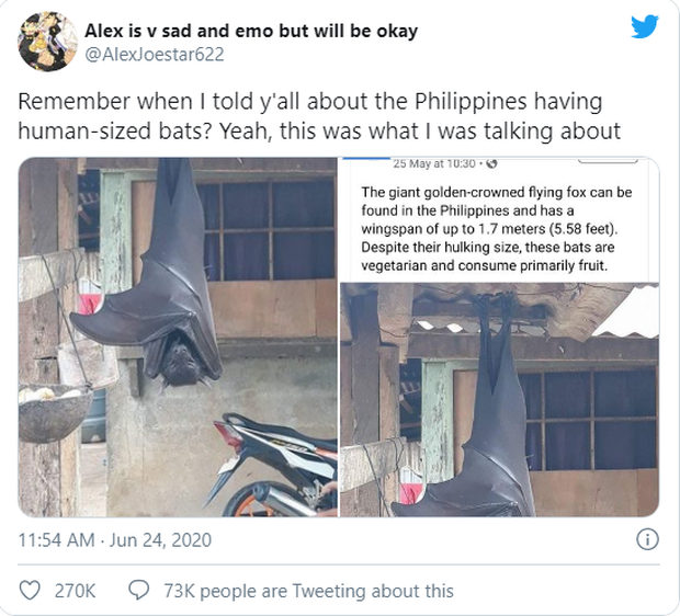 Thực hư về con dơi khổng lồ to như người thật đang l&agrave;m dậy s&oacute;ng cộng đồng mạng khiến nhiều người hoang mang - Ảnh 1.