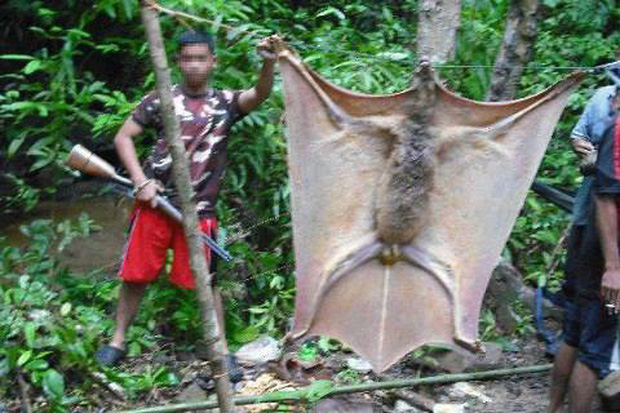 Thực hư về con dơi khổng lồ to như người thật đang l&agrave;m dậy s&oacute;ng cộng đồng mạng khiến nhiều người hoang mang - Ảnh 3.