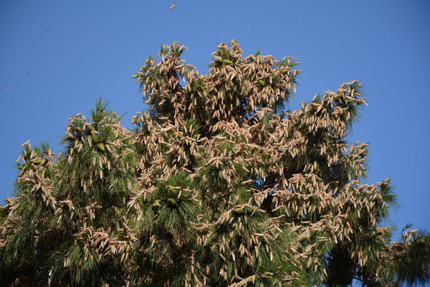 Ch&ugrave;m ảnh rợn người về đại dịch ch&acirc;u chấu đang ho&agrave;nh h&agrave;nh ở ch&acirc;u Phi: Binh đo&agrave;n ngh&igrave;n tỷ con ch&acirc;u chấu với sức ăn bằng 35.000 người/ng&agrave;y bay k&iacute;n trời - Ảnh 10.