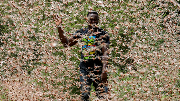 Cuối c&ugrave;ng khoa học đ&atilde; t&igrave;m thấy nguy&ecirc;n nh&acirc;n tạo ra đại dịch ch&acirc;u chấu h&agrave;ng NGH&Igrave;N TỈ con đang c&agrave;n qu&eacute;t nhiều quốc gia - Ảnh 1.