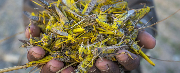 Cuối c&ugrave;ng khoa học đ&atilde; t&igrave;m thấy nguy&ecirc;n nh&acirc;n tạo ra đại dịch ch&acirc;u chấu h&agrave;ng NGH&Igrave;N TỈ con đang c&agrave;n qu&eacute;t nhiều quốc gia - Ảnh 3.