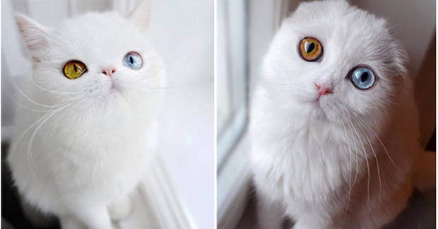 Những lần di truyền lỗi ở động vật cho ra kết quả cực hiếm thấy: Khỉ tay người, vịt hoàng tộc, chó bạch tạng - Ảnh 3. Những lần di truyền lỗi ở động vật cho ra kết quả cực hiếm thấy: Khỉ tay người, vịt hoàng tộc, chó bạch tạng - Ảnh 3.